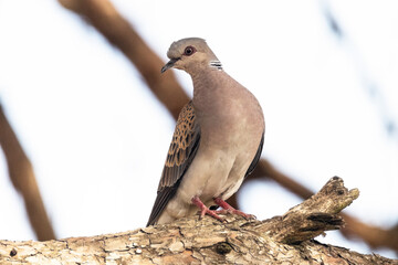 Una maravillosa Tórtola Europea "Streptopelia turtur"​  © FranciscoJose