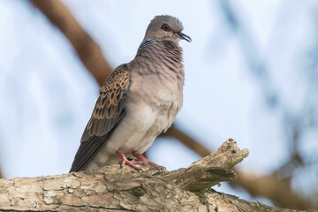 Tórtola Europea "Streptopelia turtur"​ canturreando © FranciscoJose