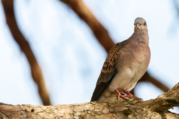 Una delicada y bonita Tórtola Europea "Streptopelia turtur"​  © FranciscoJose