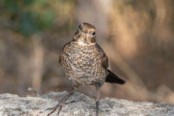 Un curioso y joven Mirlo común (Turdus merula) © FranciscoJose