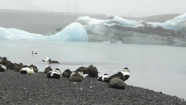 Common Eider Ducks Resting on the Shore of J&ouml;kuls&aacute;rl&oacute;n Glacier Lagoon in Iceland