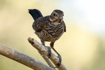 Subido en la rama un joven Mirlo común (Turdus merula) © FranciscoJose