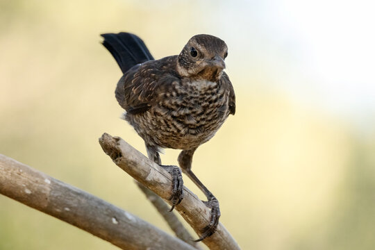 Subido en la rama un joven Mirlo com&uacute;n (Turdus merula)