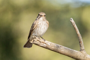 Posado al solecito en una rama. Papamoscas gris "Muscicapa striata" © FranciscoJose