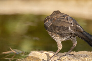 Un confiado joven Mirlo común (Turdus merula) descuidando su entorno  © FranciscoJose