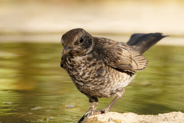 Correteando por la charca. Mirlo común (Turdus merula) © FranciscoJose