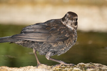 Realizando poses un joven Mirlo común (Turdus merula) © FranciscoJose