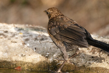 Subiendo para la roca un joven Mirlo común (Turdus merula) © FranciscoJose