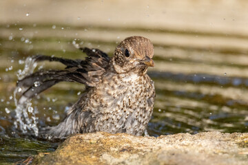 Disfrutando de su baño un joven Mirlo común (Turdus merula) © FranciscoJose