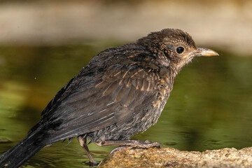Un joven Mirlo común (Turdus merula) inmortalizado por la eternidad © FranciscoJose