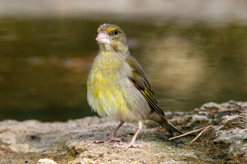 Un intrépido y desconfiado Verderón común (Chloris chloris) © FranciscoJose