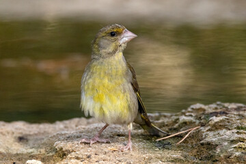 Verderón común (Chloris chloris) Algo mosqueado  © FranciscoJose