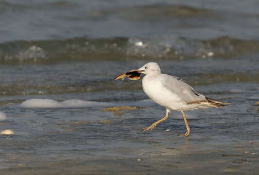 Slender-billed gull with leftover at Busaiteen coast of Bahrain