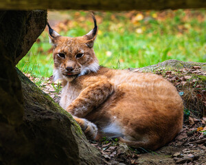 Eurasian lynx (Lynx lynx) lying down under a rock in the forest, beautiful wild big cat resting and looking at camera, close-up wildlife photography.  © josemaria
