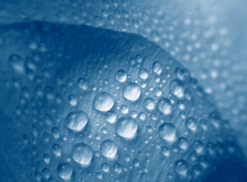Close-up selective soft focus Blue gray Flower bud Petals with Water Drops. Natural art smoke blur background. Cyanotype Effect