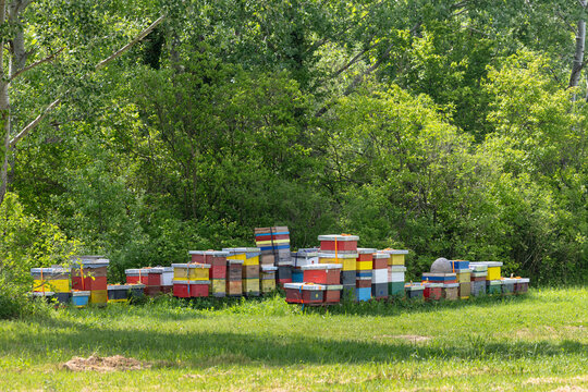 Colorful Beehives in a Rural Apiary at the Edge of a Green Woodland Meadow