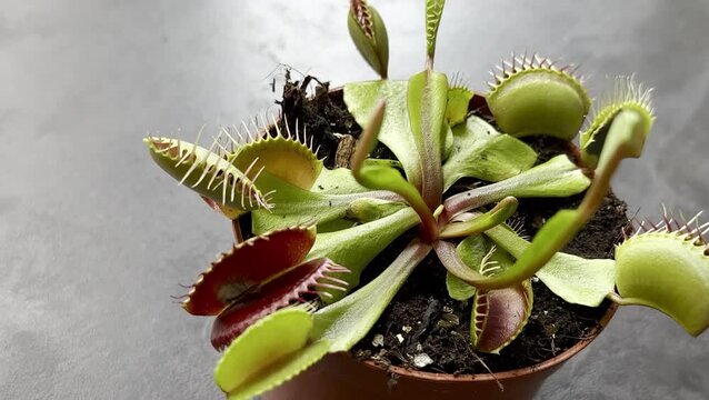Carnivorous Venus flytrap plant in a terracotta pot with vibrant green leaves and red traps, displayed on a textured surface with natural lighting