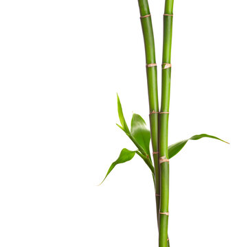 Branches of Bamboo with green  leaves isolated on white background.