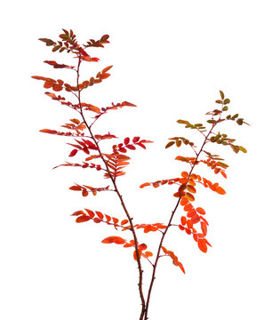 Two branches of Rose with multicolor autumn leaves   isolated on white background. Selective focus