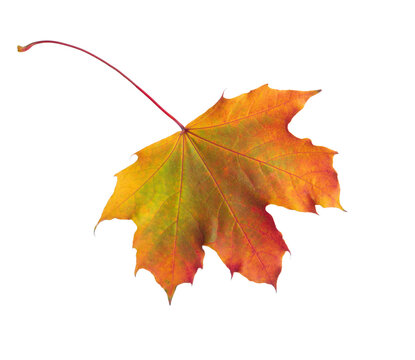 Autumn colorful  Maple leaf isolated on white background.