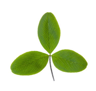 Fresh green  leaf of  Clover  isolated on white background.
