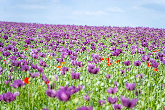Bright purple poppies cover the field with some red flowers mixed in. The sun shines above and clouds float in the blue sky. The scene shows a vast area of blooming flowers.
