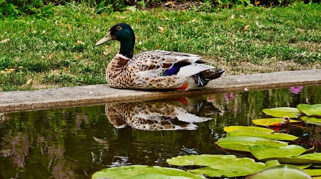 Mallard duck resting at the edge of a pond with clear water reflection and lily pads