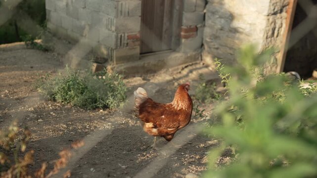Free range hen walking in a rustic farmyard at sunset