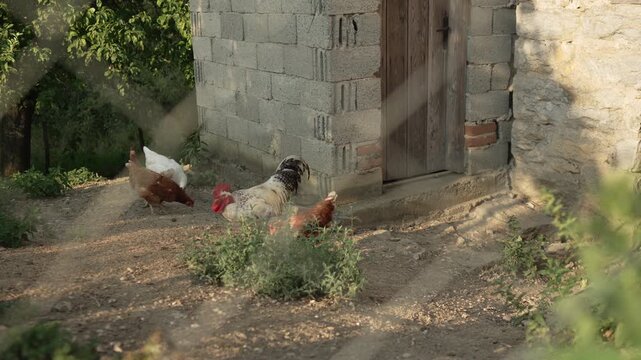 Rooster and chickens pecking for food in a farmyard