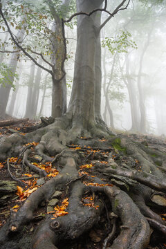 Tall trees stand amid fog in a forest. The ground is covered with twisted roots and some leaves. The setting creates a feeling of mystery and unease.