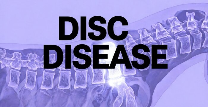 The text DISC DISEASE is prominently displayed over a purple-tinted medical illustration of a human spine, highlighting the concept of spinal disc issues.