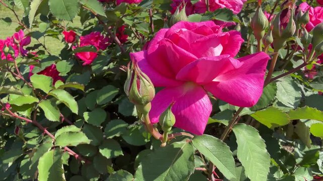 Rose and rosebuds pink flowers in garden.