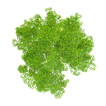 3d illustration of Shagbark hickory plant isolated on transparent background from the top view
