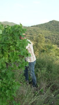 Experienced male vintner harvesting grapes in a sunny vineyard