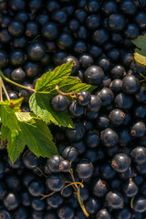 Ripe blackcurrant berries in close-up © Olga Tkacheva