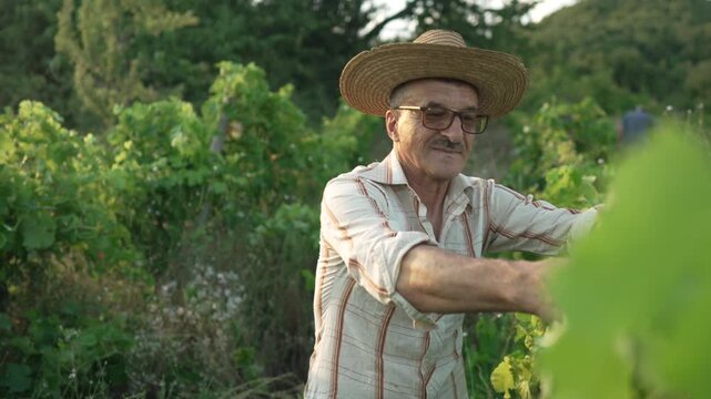 Senior farmer pruning grapevines in vineyard during sunset