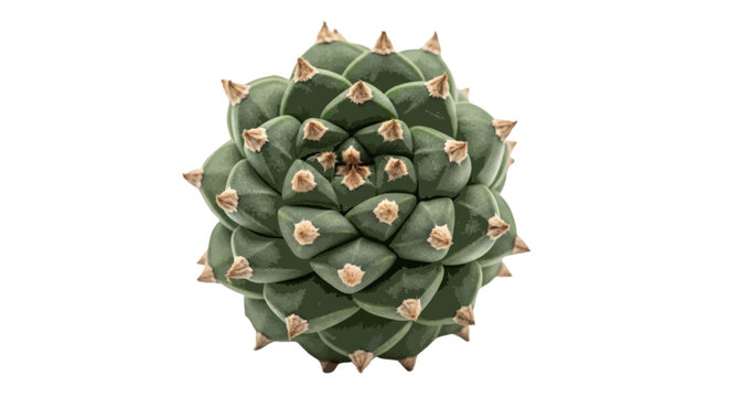 Vector illustration of small round cactus succulent plant on a transparent background