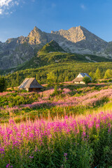 Mountain landscape, Tatra mountains summer landscape in Poland, colorful sunrise on Hala Gasienicowa (Gasienicowa Glade) with blooming fireweed © tomeyk