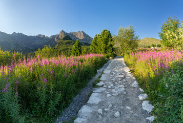 Mountain landscape, Tatra mountains summer landscape in Poland, colorful sunrise on Hala Gasienicowa (Gasienicowa Glade) with blooming fireweed © tomeyk