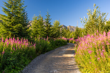 Mountain landscape, Tatra mountains summer landscape in Poland, colorful morning on the mountain trail with blooming fireweed © tomeyk