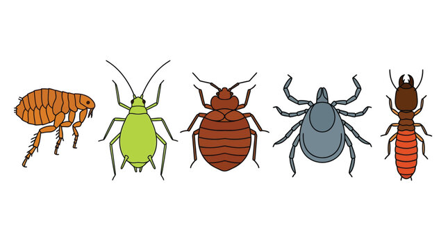 Colorful vector illustration featuring diverse parasitic insects including fleas and ticks on a clean white background