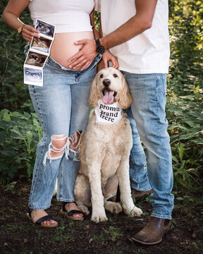 Pregnancy announcement with the dog as the big brother