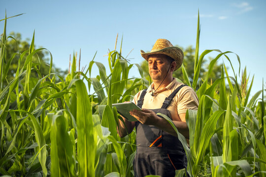 A farmer stands among tall corn plants while using a tablet to check data. The sun shines brightly in the sky. It is a warm day in a rural area