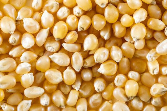 Closeup of un-popped kernels of popcorn 