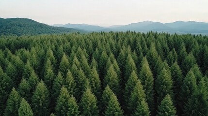 Fototapeta premium A vast forest stands with dense evergreen trees stretching towards distant mountains, ideal for use in projects related to nature, environment, sustainability, or outdoor activities,