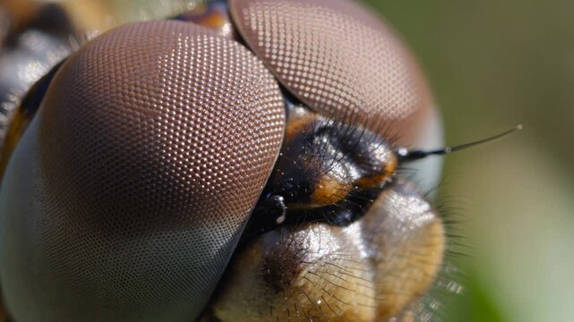 Extreme macro of a dragonfly's head showing details of its brown compound eyes, mouthparts, and antennae, a perfect representation of insect anatomy and entomology