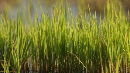 Obraz premium Fresh green rice stalks growing in a shallow water paddy field during daytime