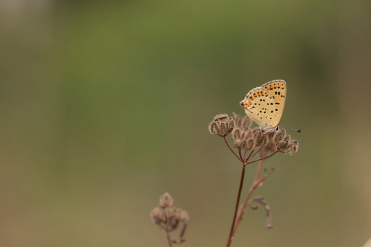 una farfalla lycaena tityrus su un fiore al tramonto in estate