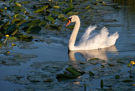 A white mute swan swims through water lily leaves in the evening sun.