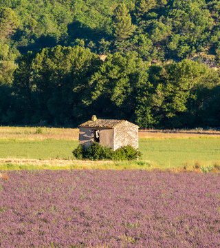 Fragrant Purple Blooming Lavender Growing in Fields on the Valensole Plateau, Provence, France